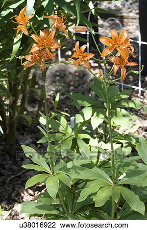 Stock Image - GARDEN DETAIL: Woodland lily, Marathon, different foliage than most lilies. Fotosearch