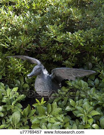 GARDEN: duck sculpture in ground cover View Large Photo Image Stock Photo - GARDEN: duck sculpture in ground cover. Fotosearch