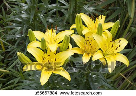 GARDEN FLOWER DETAIL: Asiatic lily, yellow View Large Photo Image Picture - GARDEN FLOWER DETAIL: Asiatic lily, yellow. Fotosearch