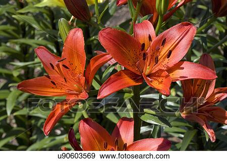 GARDEN FLOWER DETAIL: Asiatic lily, Soiree variety, deep orange upright hybrid View Large Photo Image Stock Photo - GARDEN FLOWER DETAIL: Asiatic lily, Soiree variety, deep orange upright hybrid. Fotosearch