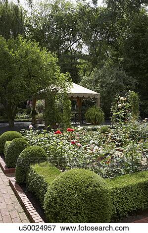 GARDEN: Formal shaped hedges surround beds of roses, fabric gazebo, brick walkway View Large Photo Image Stock Photo - GARDEN: Formal shaped hedges surround beds of roses, fabric gazebo, brick walkway. Fotosearch