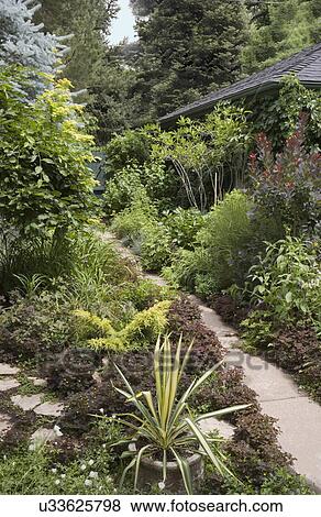 GARDEN: narrow path through dense wild garden, spike in container in foreground View Large Photo Image Stock Photo - GARDEN: narrow path through dense wild garden, spike in container in foreground. Fotosearch