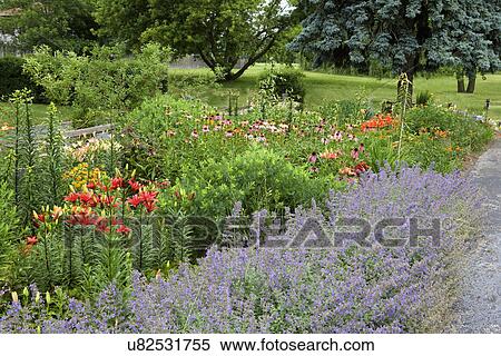 Stock Photography - GARDEN: nepeta, catmint edges the front of this border garden of lilies, Baptista: Starlight Prairie Blue, coneflowers. Fotosearch