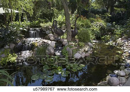 Stock Photo - GARDEN: Pond with waterfall, bronze swan statuary, rock edging. Fotosearch