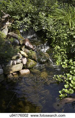 GARDEN: Pond with waterfall, rocks, dense foliage View Large Photo Image Stock Image - GARDEN: Pond with waterfall, rocks, dense foliage. Fotosearch