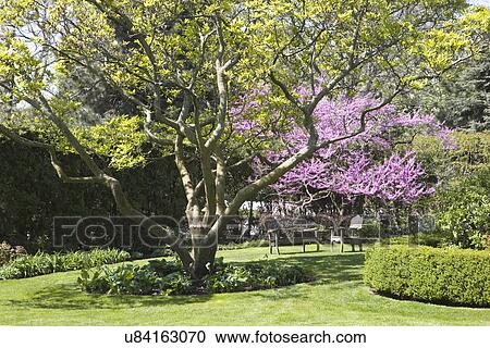GARDEN: SPRING; boxwood to right, magnolia tree in foreground with hosta at base, pink flowering tree View Large Photo Image Stock Image - GARDEN: SPRING; boxwood to right, magnolia tree in foreground with hosta at base, pink flowering tree. Fotosearch
