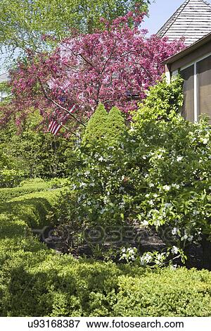 Stock Photo - GARDEN: SPRING: curved boxwood surrounds mock orange bush, pink flowering tree in background. Fotosearch