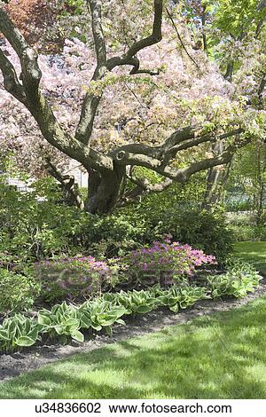 Stock Image - GARDEN: SPRING white flowering tree, hosta and pink azaleas below. Fotosearch
