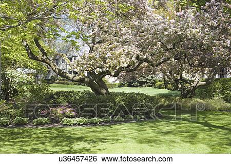 GARDEN: SPRING: white flowering trees, plantings surround base View Large Photo Image Stock Photograph - GARDEN: SPRING: white flowering trees, plantings surround base. Fotosearch