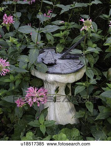 Stock Photography - GARDEN: Sundial with butterfly sits in a flower bed of Monarda. Fotosearch
