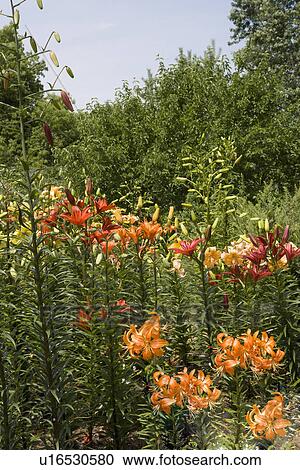 GARDEN: Variety of Asiatic lilies, short orange are Smiley, dark orange are Soiree, others are Commander in Chief View Large Photo Image Stock Image - GARDEN: Variety of Asiatic lilies, short orange are Smiley, dark orange are Soiree, others are Commander in Chief. Fotosearch
