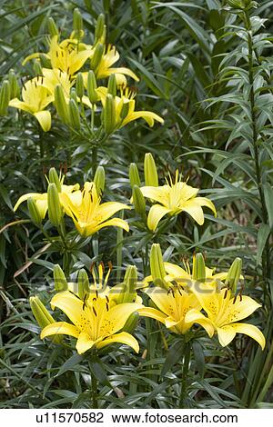 Stock Image - GARDEN: vertical detail yellow Asiatic Lily. Fotosearch