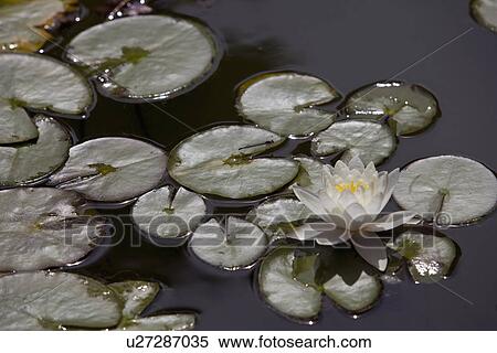 Stock Photography - GARDENS: 1930'S Arts and crafts garden with pond, lily pads,. Fotosearch