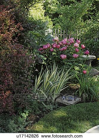 Stock Photograph - Gardens: A secluded area in garden, large group of pink peonies in bloom, a partially hidden concrete bench, a square slab of rock with fake blue fish on it.. Fotosearch