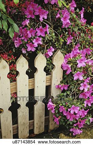 Picture - Gardens: Assortment of shots of Azaleas in bloom at the Chicago Conservatory Azalea Show. Some detail shots, pinks, lavenders and white blooms.. Fotosearch