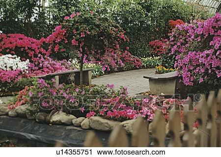 Stock Image - Gardens: Assortment of shots of azaleas in bloom at the Chicago Conservatory Azalea Show. Some details shots, pinks, lavenders and white blooms.. Fotosearch