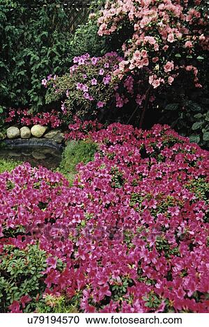 Gardens: Assortment of shots of Azaleas in bloom at the Chicago Conservatory Azalea Show. Some detail shots, pinks, lavenders and white blooms. View Large Photo Image Stock Image - Gardens: Assortment of shots of Azaleas in bloom at the Chicago Conservatory Azalea Show. Some detail shots, pinks, lavenders and white blooms.. Fotosearch