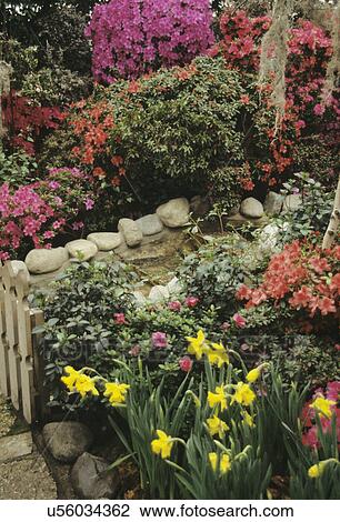 Stock Image - GARDENS: Azaleas in full bloom at the Chicago Botanical Garden, conservatory filled with spring blooms, daffodils. Fotosearch