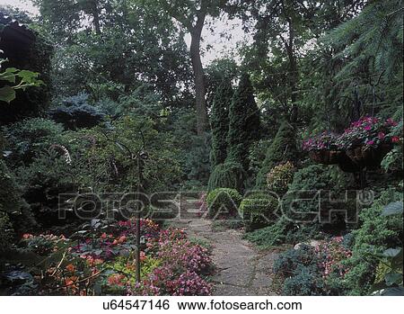 GARDENS: B CLOSE VIEW: Summer, shade, two tall arborvitae on right, flagstone path, various shrubs and fir trees, pink impatiens and begonias, hanging baskets. View Large Photo Image Stock Photograph - GARDENS: B CLOSE VIEW: Summer, shade, two tall arborvitae on right, flagstone path, various shrubs and fir trees, pink impatiens and begonias, hanging baskets.. Fotosearch