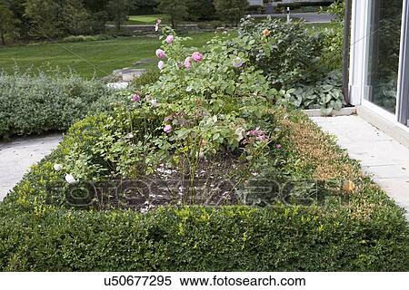 GARDENS: CLOSE up of boxwood hedges, roses View Large Photo Image Stock Photography - GARDENS: CLOSE up of boxwood hedges, roses. Fotosearch