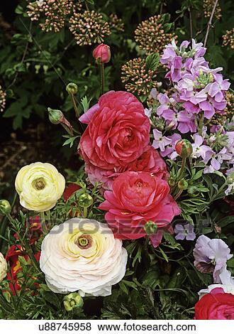 GARDENS: Close up of springtime, early summer flowers: ranunculus, stock. View Large Photo Image Stock Photo - GARDENS: Close up of springtime, early summer flowers: ranunculus, stock. . Fotosearch