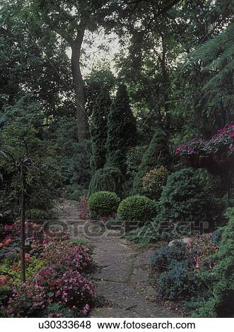 Stock Photo - GARDENS: CLOSER VIEW: Shade, summer, two tall arborvitae on right, flagstone path, various shrubs and fir trees, pink impatiens and begonias. . Fotosearch