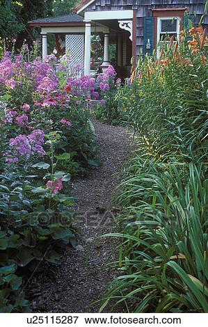 Stock Photo - GARDENS: Curving path through a country garden filled with Pink Phlox and Lillys, view towards country house, bark path, partial porch showing, cedar shake siding, green shutters, exterior, summer.. Fotosearch