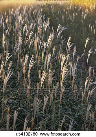 Gardens: Detail of golden yellow ornamental grasses. Fall colors. Perennial farm. View Large Photo Image Stock Image - Gardens: Detail of golden yellow ornamental grasses. Fall colors. Perennial farm.. Fotosearch