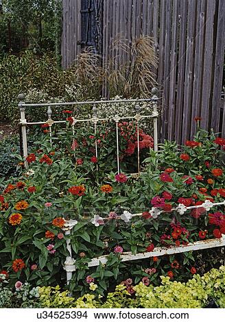 Gardens: Dreamland hybrids zinnias planted in an old white iron bed frame. View Large Photo Image Picture - Gardens: Dreamland hybrids zinnias planted in an old white iron bed frame. . Fotosearch