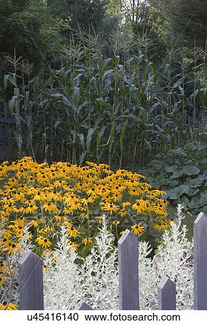 Stock Image - GARDENS: Flower border, geometric placement, silver Artemisia in foreground, brown eyed susans, and corn. Fotosearch