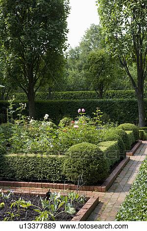 GARDENS: Formal shaped hedges hold roses, red brick paths layers of different height hedges rows of trees View Large Photo Image Stock Photo - GARDENS: Formal shaped hedges hold roses, red brick paths layers of different height hedges rows of trees. Fotosearch