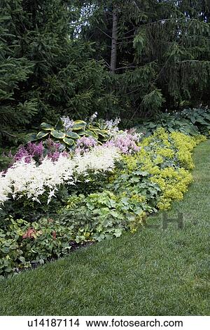 GARDENS: Gravel path leading to cream city brick home, saxifrage ground cover, various fir trees, parterre to left, white hosta in foreground, vertical View Large Photo Image Picture - GARDENS: Gravel path leading to cream city brick home, saxifrage ground cover, various fir trees, parterre to left, white hosta in foreground, vertical. Fotosearch