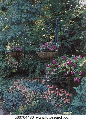 Stock Image - GARDENS: Hanging baskets of impatiens, pink impatiens and various ground covers of shrubs, fir tree background, shade garden, summer. . Fotosearch