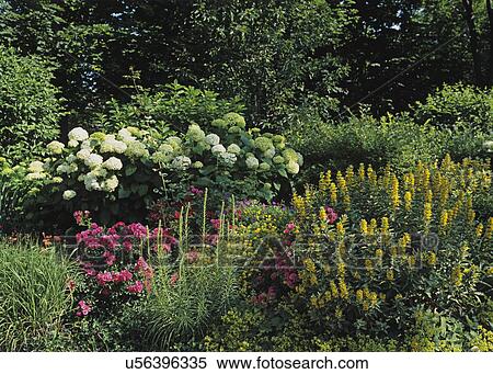 Gardens: Landscaped garden, blooming mid summer, hydrangeas, roses, yellow loosestrife and various other perennials and bushes. View Large Photo Image Stock Photography - Gardens: Landscaped garden, blooming mid summer, hydrangeas, roses, yellow loosestrife and various other perennials and bushes.. Fotosearch