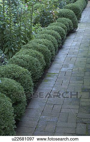 Stock Photo - Gardens: Low round boxwood hedges line as basket weave pattern brick walkway. Late summer. Fotosearch