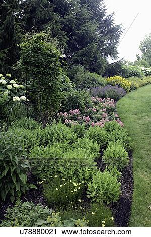 GARDENS; North border close up, climbing vine on trellis, unbloomed sedum, pink astilbe, hydrangea, yellow lysmachia, ladies mantle View Large Photo Image Stock Image - GARDENS; North border close up, climbing vine on trellis, unbloomed sedum, pink astilbe, hydrangea, yellow lysmachia, ladies mantle. Fotosearch