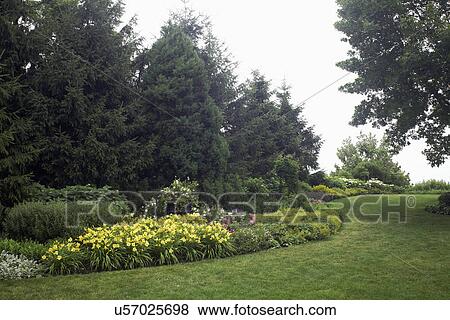 GARDENS; North border, curving flower beds, line of fir trees, day lily, roses, ladies mantle, lawn to the right View Large Photo Image Stock Photo - GARDENS; North border, curving flower beds, line of fir trees, day lily, roses, ladies mantle, lawn to the right. Fotosearch