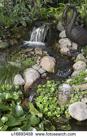 GARDENS: Pond with waterfall feature, bronze swan sits alongside meandering water View Large Photo Image Stock Photo - GARDENS: Pond with waterfall feature, bronze swan sits alongside meandering water. Fotosearch