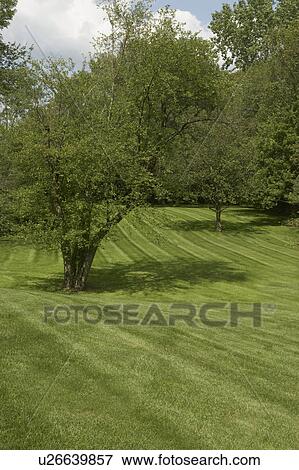 Stock Photo - GARDENS: rolling hills, mowed lawn, sweeping area amid trees. Fotosearch