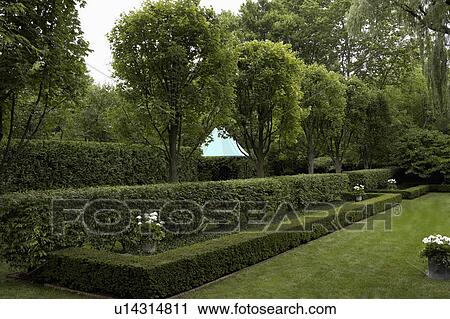 GARDENS: Semi- formal shaped rectangular hedges, some low and some higher, urns of white flowers in between hedges, row of trees behind, gazebo sits among horizontal View Large Photo Image Stock Image - GARDENS: Semi- formal shaped rectangular hedges, some low and some higher, urns of white flowers in between hedges, row of trees behind, gazebo sits among horizontal. Fotosearch
