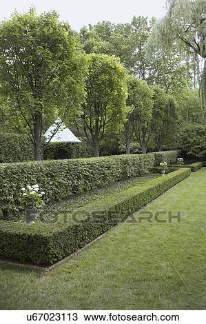Stock Image - GARDENS: Semi- formal shaped rectangular hedges, some low and some higher, urns of white flowers in between hedges, row of trees behind, gazebo sits among vertical. Fotosearch