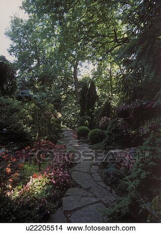 Picture - GARDENS: Shade garden, two tall arborvitae on right, flagstone path, pink impatiens and begonias, hanging baskets right, various shrubs and fir trees. . Fotosearch