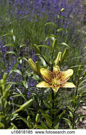 Stock Photography - GARDENS: Speckled yellow variety of Asiatic lily,. Fotosearch