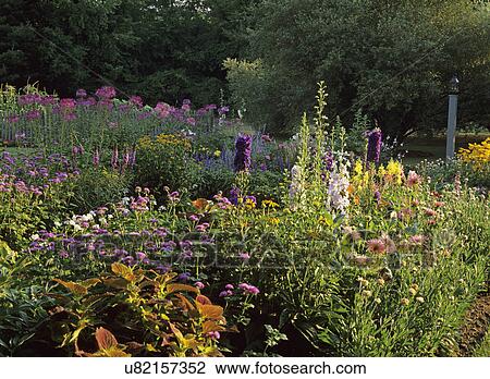 Stock Image - GARDENS: Tall perennials, Hollyhock, delphinium, cleome, medium shot, late afternoon sun. Fotosearch
