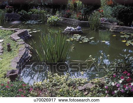 GARDENS: The restored 1930s pond holds plant shelves where water lilies and yellow iris thrive. View Large Photo Image Stock Photo - GARDENS: The restored 1930s pond holds plant shelves where water lilies and yellow iris thrive. . Fotosearch