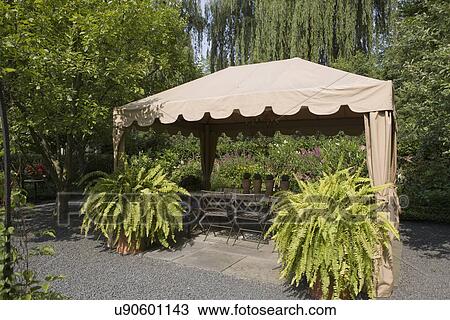 GAZEBOS: Garden, patio angled view of fabric gazebo, two large Boston ferns View Large Photo Image Stock Image - GAZEBOS: Garden, patio angled view of fabric gazebo, two large Boston ferns. Fotosearch