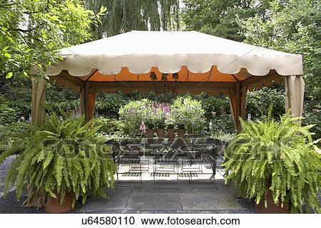 GAZEBOS: Garden, patio, two large Boston ferns at entrance to gazebo, rectangular glass table four terra cotta pots chandelier View Large Photo Image Stock Image - GAZEBOS: Garden, patio, two large Boston ferns at entrance to gazebo, rectangular glass table four terra cotta pots chandelier. Fotosearch