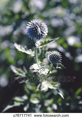 Globe thistle growing in garden View Large Photo Image Stock Image - Globe thistle growing in garden. Fotosearch