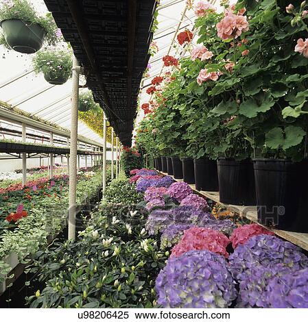 Greenhouse: Aisle with sprinkler overhead. Geranium, azalea. View Large Photo Image Stock Photography - Greenhouse: Aisle with sprinkler overhead. Geranium, azalea.. Fotosearch