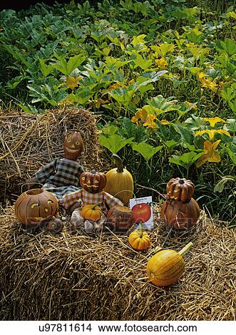 Halloween jack o lanterns pumpkin field, hay View Large Photo Image Picture - Halloween jack o lanterns pumpkin field, hay. Fotosearch